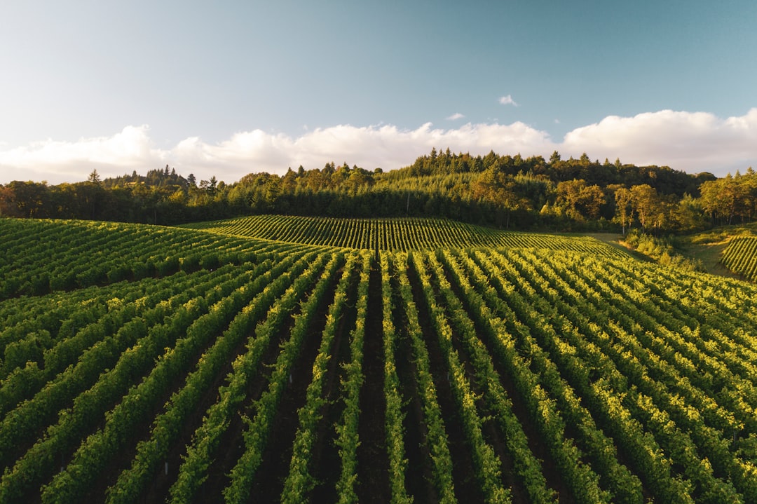 Vinhedo para ilustrar notícias e novidades do mundo do vinho no Radar do Vinho