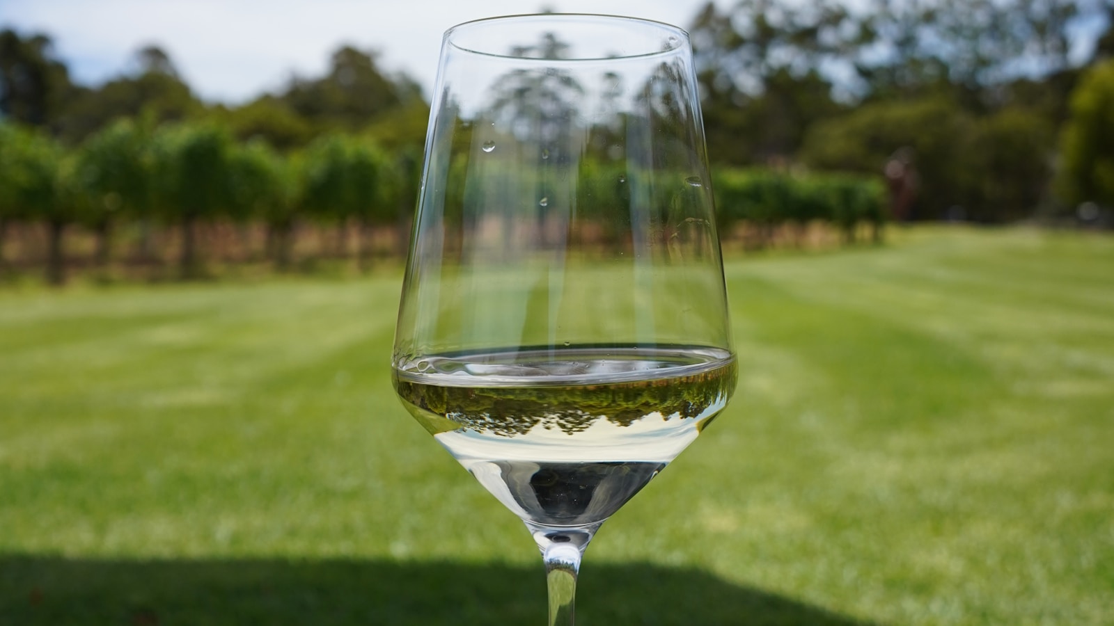 Taça de vinho branco diante de um vinhedo para ilustrar as características e harmonizações do Chardonnay