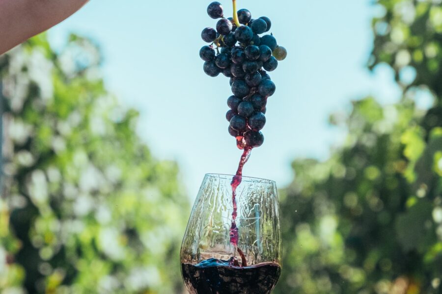 Uvas tintas e taça de vinho em vinhedo para ilustrar as características e harmonizações do Pinot Noir
