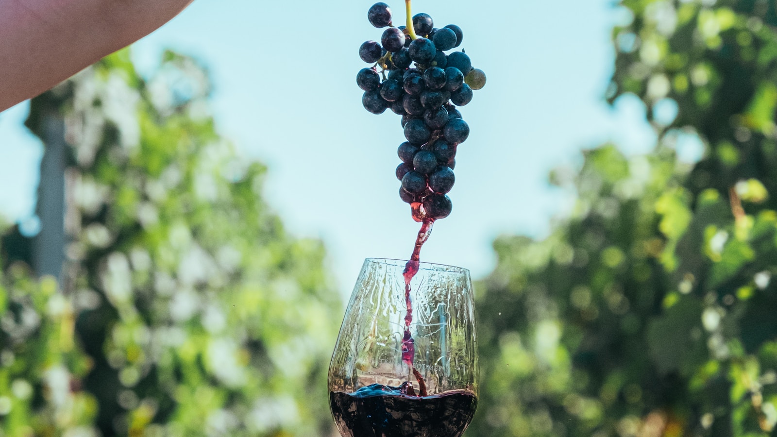 Uvas tintas e taça de vinho em vinhedo para ilustrar as características e harmonizações do Pinot Noir