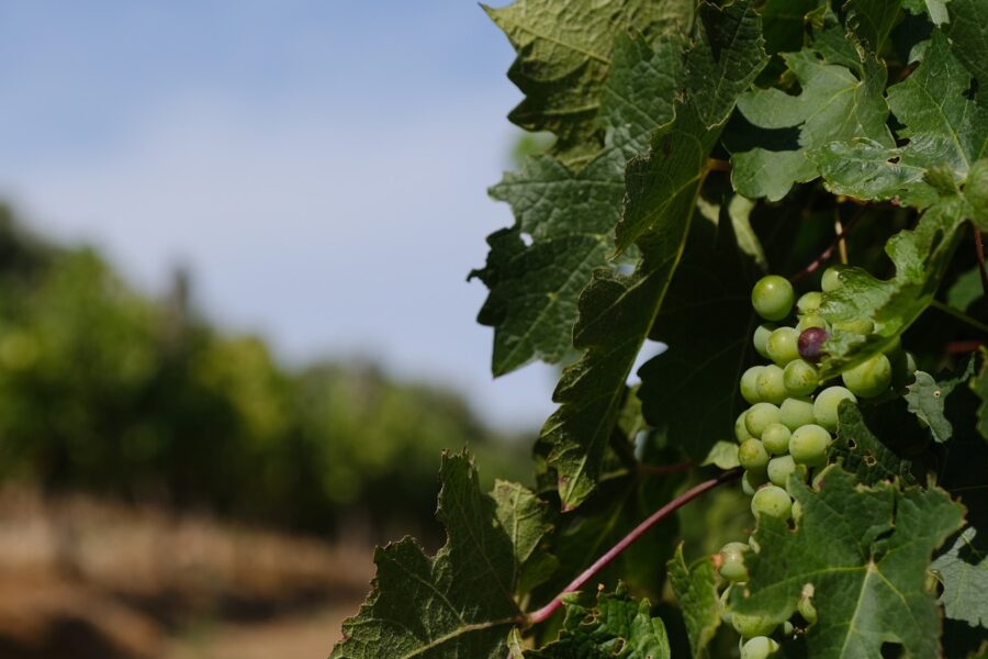 Cachos de uva em vinhedo para ilustrar a diversidade de regiões, uvas e estilos dos vinhos brasileiros