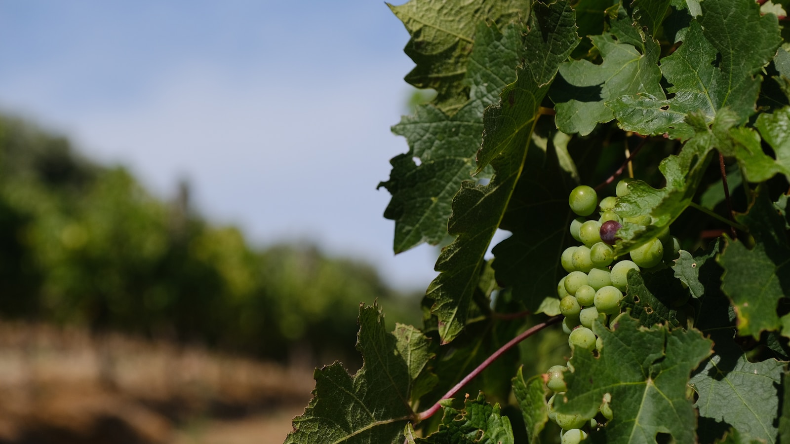 Cachos de uva em vinhedo para ilustrar a diversidade de regiões, uvas e estilos dos vinhos brasileiros