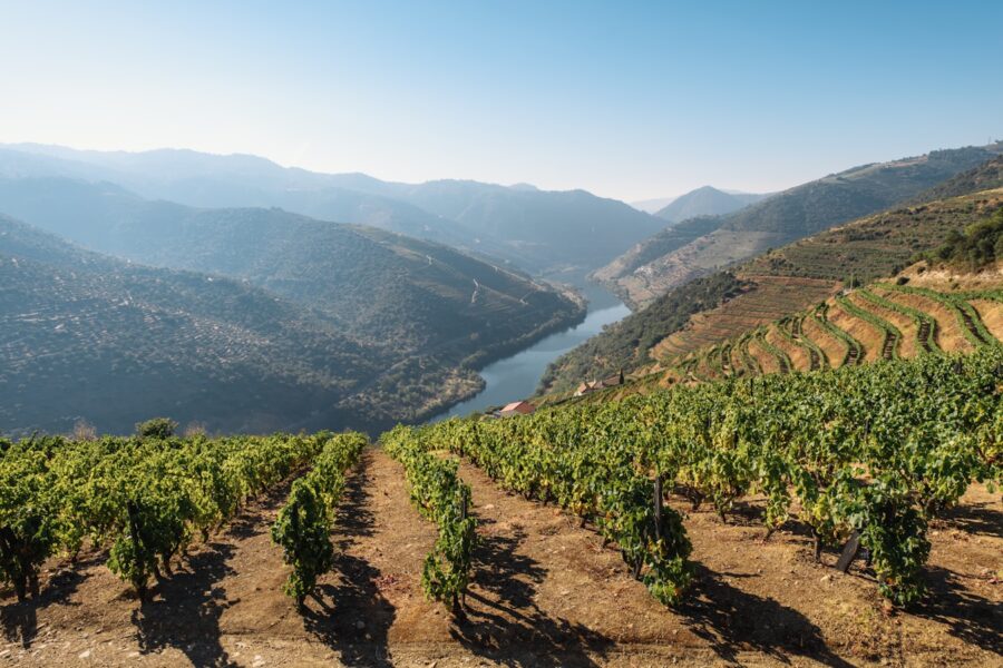 Vinhedos em socalcos no Vale do Douro, em Portugal, com o rio e as encostas da região vinícola