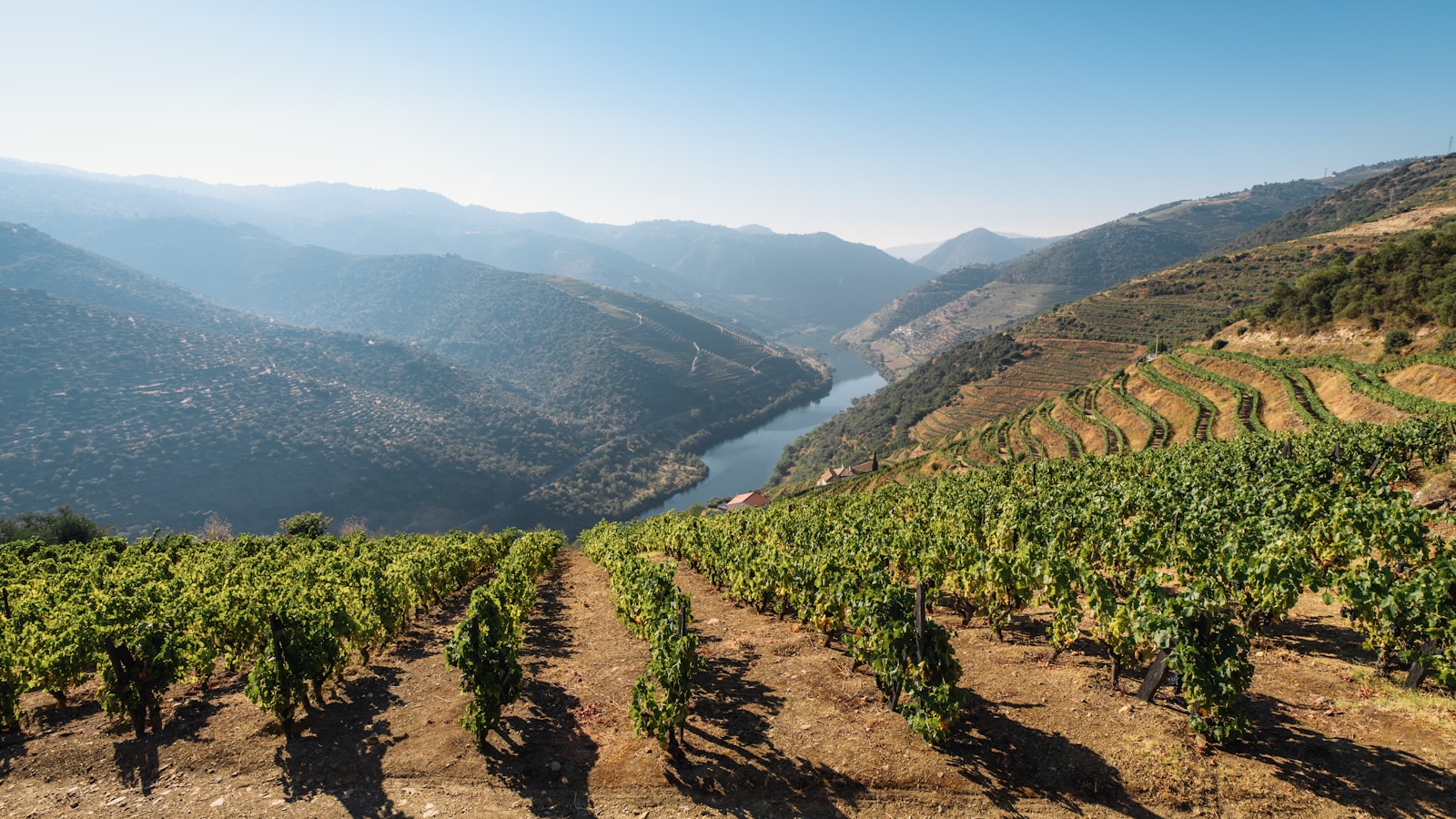 Vinhedos em socalcos no Vale do Douro, em Portugal, com o rio e as encostas da região vinícola