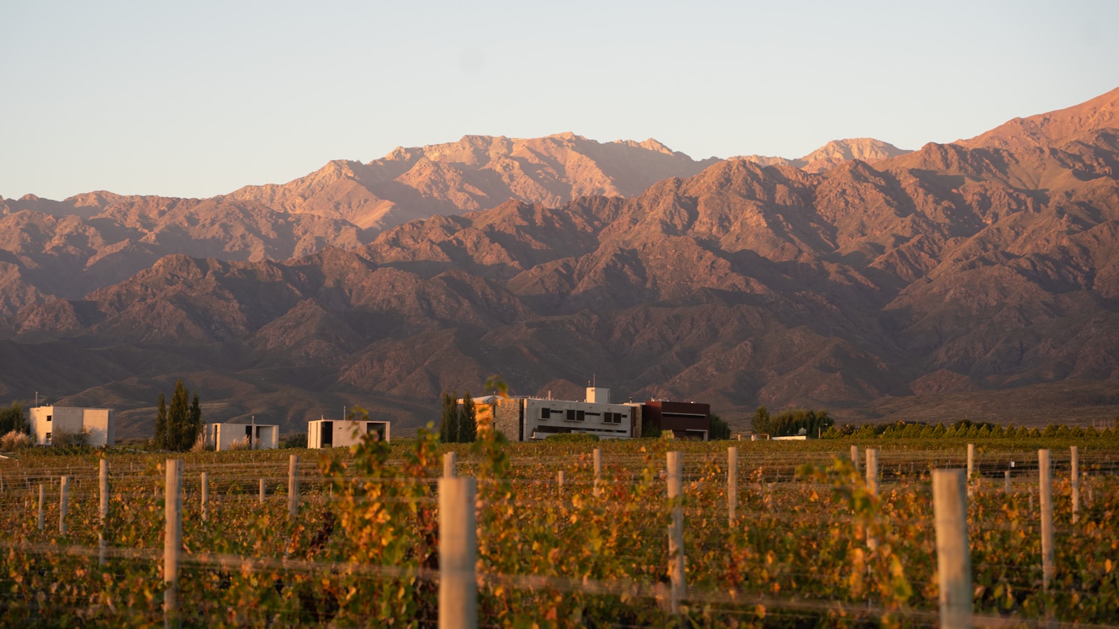 Vinhedo em Mendoza, Argentina, com montanhas ao fundo em paisagem de enoturismo