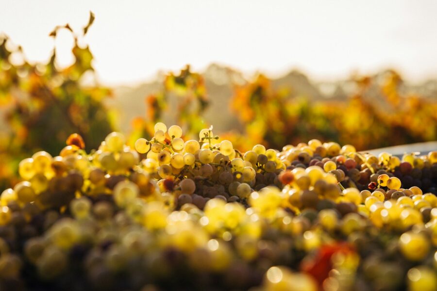 Cachos de uvas no vinhedo para ilustrar o conceito de safra e ano de colheita do vinho