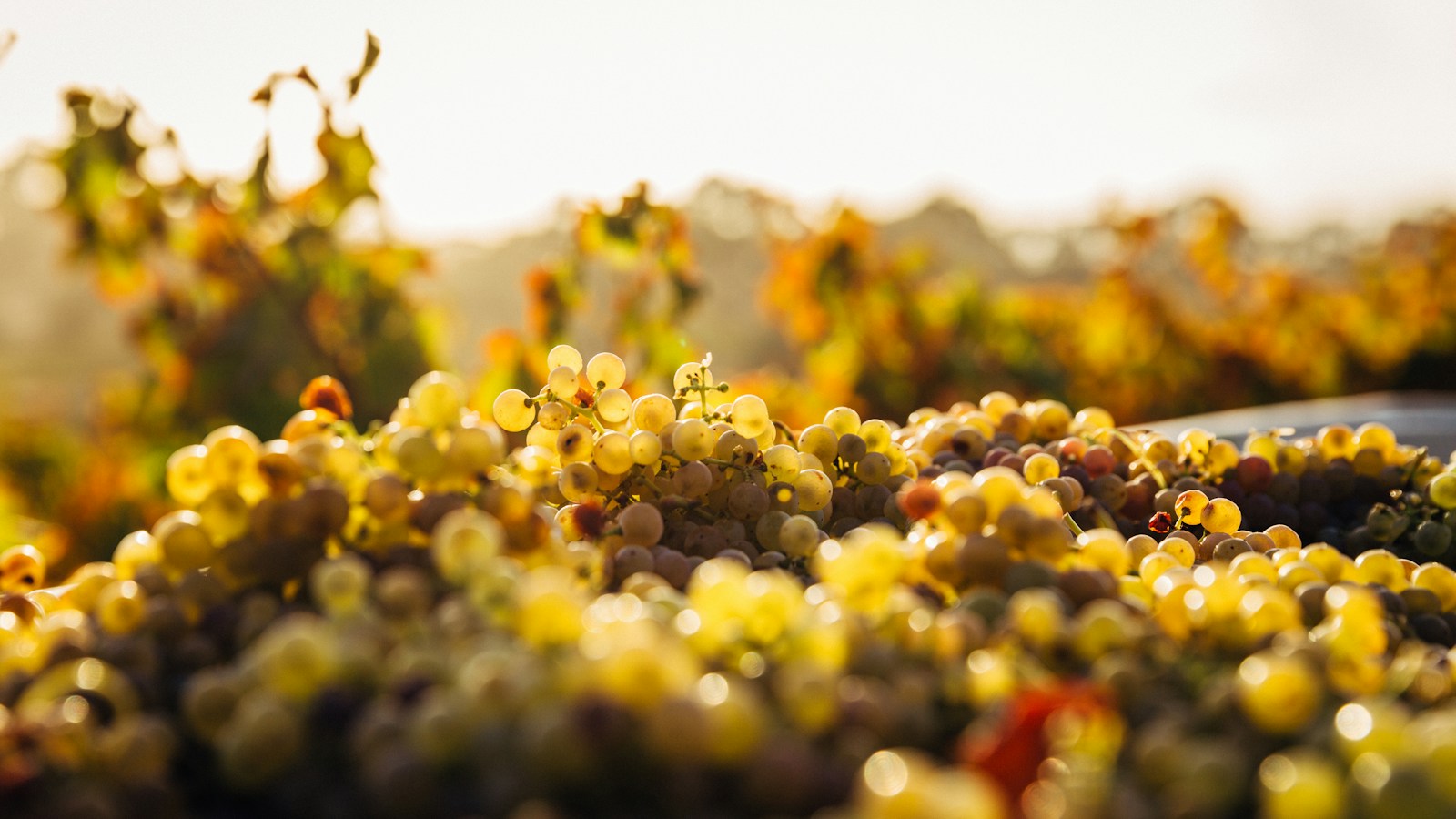 Cachos de uvas no vinhedo para ilustrar o conceito de safra e ano de colheita do vinho