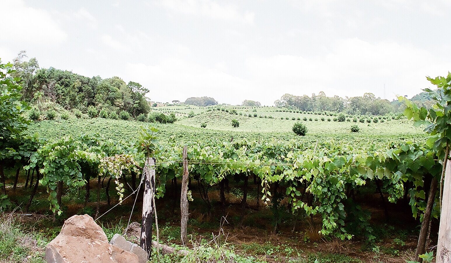 Paisagem do Vale dos Vinhedos no Rio Grande do Sul, região de enoturismo e produção de vinhos
