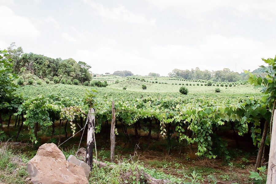 Paisagem do Vale dos Vinhedos no Rio Grande do Sul, região de enoturismo e produção de vinhos