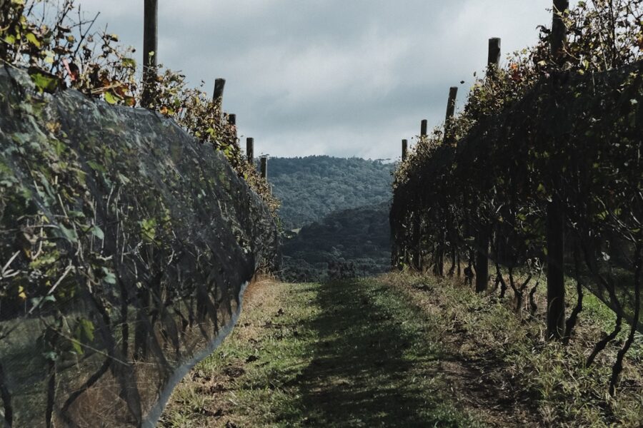 Fileiras de vinhedo na Vinícola Thera em Bom Retiro, Santa Catarina, com montanhas ao fundo