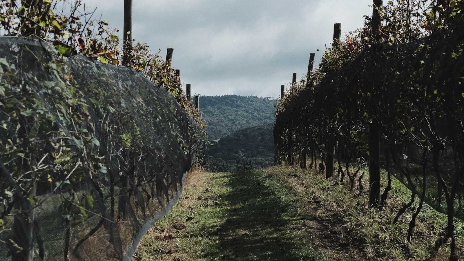Fileiras de vinhedo na Vinícola Thera em Bom Retiro, Santa Catarina, com montanhas ao fundo