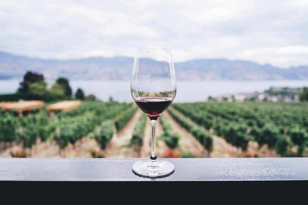 Taça de vinho tinto Syrah em uma mesa próxima a vinhedos